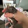 Fancy Rats 6 weeks old- 2 females