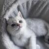 British shorthair  female