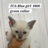 Lilac/Blue Siamese kittens