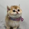 British Shorthair Kittens, 2 Boys and 1 Girl, Black Gold (NY12)