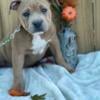 ABKC Registrable American Bully Puppies