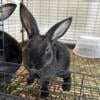 Mini Rex Rabbits Seeking Forever Homes