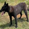 AKC Belgian Malinois Male