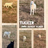 White German shepherd male 