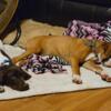 Female boxer pet only 9weeks old