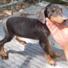 AKC REGISTERED DOBERMAN FOR SALE