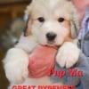 Great Pyrenees livestock guardians or companions 