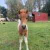 Luis- 10 month old Pony