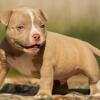 American Bully Pocket ABKC Puppy