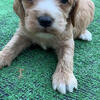 Cockapoo puppies