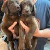 Akc lab puppies. Chocolate/black females. Separate litters.