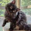 Selkirk Rex Chocolate Male 1 year old