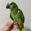 Baby parrots , baby birds