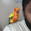 sunconure tamed bird extremely friendly