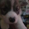 2 males and 1 female sable corgi