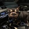BIG ROPE ROJO FRENCHIE