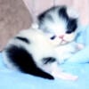 Persian Kittens DOMINANT Males & Females Due 07/15/24