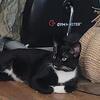 Rehoming tuxedo cat 