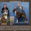 AKC Boxer Pups Champion sired by Westpaws Krijger