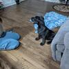 Great Dane puppies available  Leasburg, NC