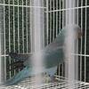 Adult blue Quaker