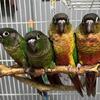 Hand Fed Baby Green Cheek Conures - Muncie, Indiana