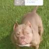 Micro American bully 2 years old no litter