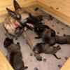 Belgian Malinois puppies ready for their new home