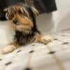 teacup yorkie female