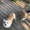 Pembroke Corgis born 12-3-25!