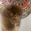 Akc Pomeranian puppies fully vaccinated and potty trained