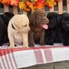 AKC LABRADOR PUPPIES