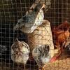 4 month old Chicks