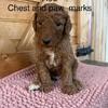 Goldendoodle puppies