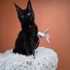 Pedigree Maine Coons kittens official cattery mainecoon
