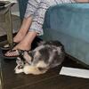 STUD ISO DAM 2 y/o Blue Merle Pomsky Proven Stud - ISO SMALL F HUSKY OR SHEPHERD