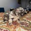 Fluffy french bulldog