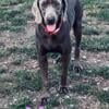 Akc Registered Weimaraner