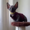 BAMBINO sphynx male cat available in Miami