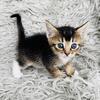 Abyssinian kitten