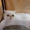Designpurrs Exotic Short Hair And Persian Kitten