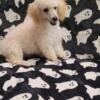 Toy Poodle (cream male)