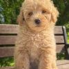 🐾 Cream Micro Mini Goldendoodle Puppies – Orlando, FL 🐾