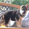 Awsome German Shepherd Puppy For Sale