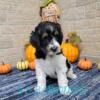 F1b Aussiedoodle Onyx