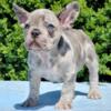 Magic French Bulldog male puppy for sale. $2,700
