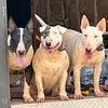 Rehoming Three Bull Terriers