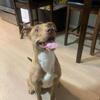 REHOME puppies 