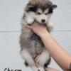 Charm - AKC Alaskan Malamute