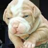 Olde English Bulldogge Female pup